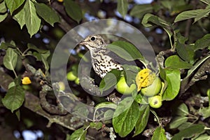 Mistle Thrush, turdus viscivorus, Adult standing in Apple Tree, Normandy