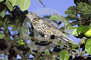 Mistle Thrush, turdus viscivorus, Adult standing in Tree, Normandy