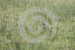 Mistle thrush Turdus viscivorus in a fallow field