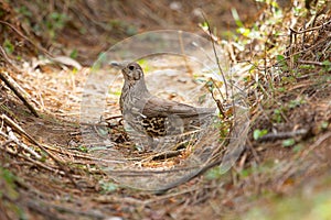 Mistle Thrush, Turdus viscivorus, Mukteshwar, Uttarakhand