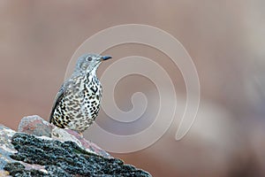 Mistle thrush (Turdus viscivorus) perched on a stone