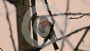 Mistle thrush Turdus viscivorus singing in tree