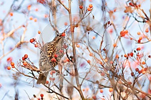 Mistle thrush, Turdus viscivorus, single bird on berries