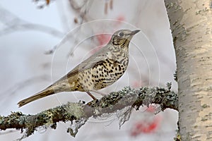 Mistle thrush Turdus viscivorus sitting on a branch.