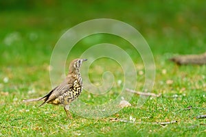 Mistle Thrush (Turdus viscivorus) standing to atention in the grass, taken in England