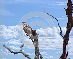 Mistle thrush (Turdus viscovorus) perched on top of a dead tree with beautifil cloudscape