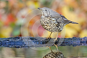 Mistle Thrush at a watering place.