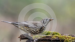 Mistle Thrush at a watering place.