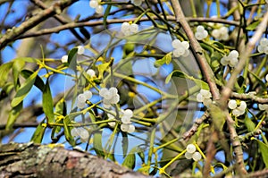 Mistletoe