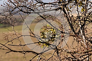 Mistletoe is attached to their host tree or shrub by a structure called the haustorium, through which they extract water and