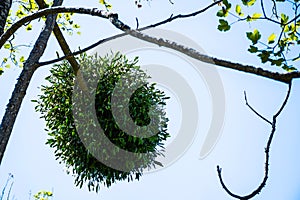 Mistletoe