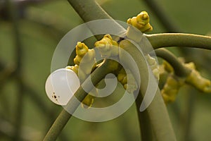 Mistletoe with berry and shoots