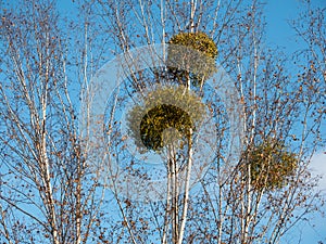 Mistletoe In A Birch Tree Against A Blue Sky