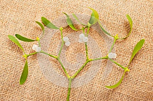 Mistletoe branch