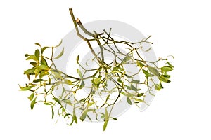Mistletoe branch