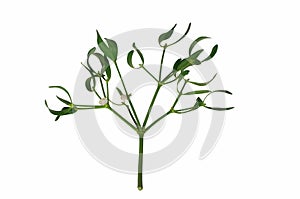 Mistletoe branch with berries