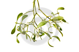 Mistletoe branch