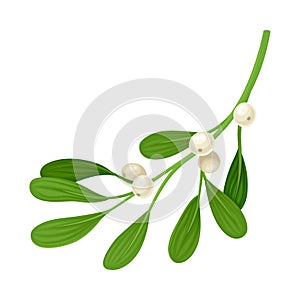 Mistletoe Branch With Berries Vector Item. Decorative Floral Element