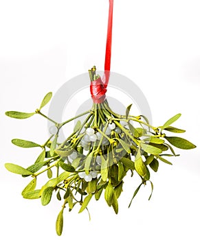 Mistletoe branch