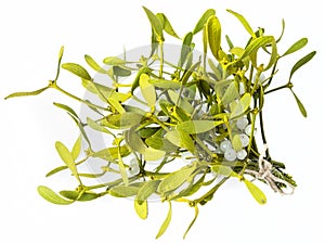 Mistletoe branch