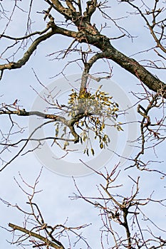 Mistletoe on a branch at Schonbrunn Park, Austria