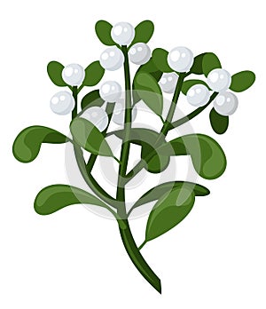 Mistletoe branch. Vector illustration.