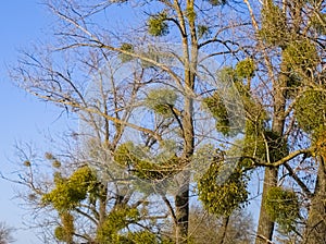 Mistletoe on the branches