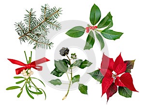 Christmas holiday decoration plants set isolated on white photo