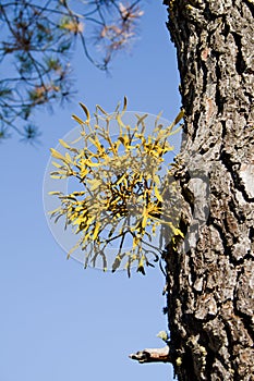Mistletoe coming out of a pine trunk