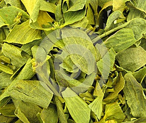 Mistletoe dried leaves