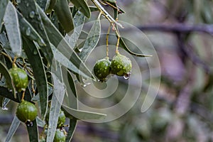 The mistletoe fruits with dew drops