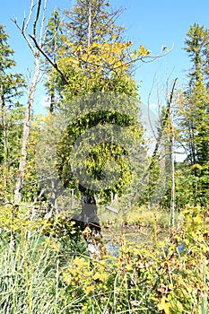 Mistletoe growing on tree in wetlands on Plitvicka Jezera in Croatia