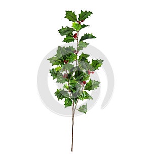 Mistletoe isolated on white background. It is the basis for making a beautiful decorative christmas ornaments