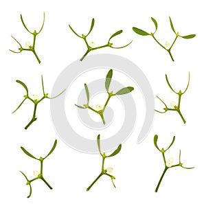 Mistletoe Leaf Sprigs Druid Symbol of Vitality