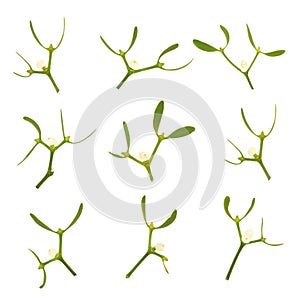 Mistletoe Leaf Sprigs Druid Symbol of Vitality photo
