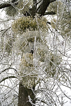 Mistletoe parasitic plant on a frozen tree in winter