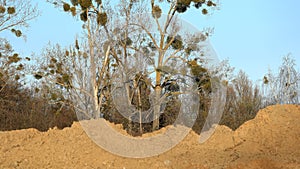 Mistletoe parasitizing on the tree