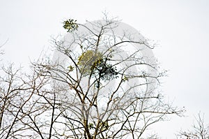 Mistletoe photo