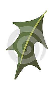 Mistletoe plant leaf Christmas element