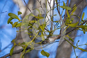 Mistletoe plant