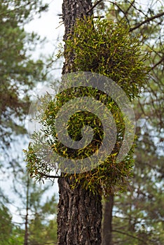 Mistletoe plant in wild environment