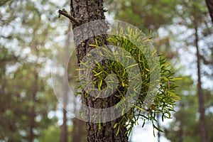 Mistletoe plant in wild environment