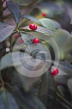 Mistletoe with red berries