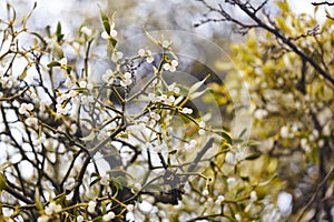 Mistletoe is a semi-parasitic plant that grows on the branches of trees