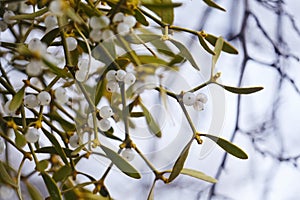Mistletoe is a semi-parasitic plant that grows on the branches of trees. Close up view Mistletoe with white berries