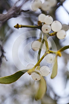 Mistletoe is a semi-parasitic plant that grows on the branches of trees. Close up view Mistletoe with white berries