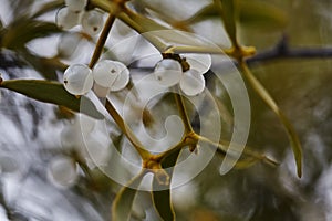 Mistletoe is a semi-parasitic plant that grows on the branches of trees. Close up view Mistletoe with white berries