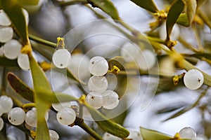Mistletoe is a semi-parasitic plant that grows on the branches of trees. Close up view Mistletoe with white berries