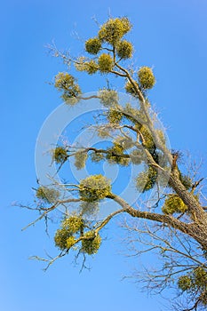 Mistletoe on spring trees without leaves