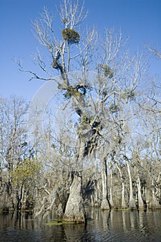 Mistletoe in Swamp